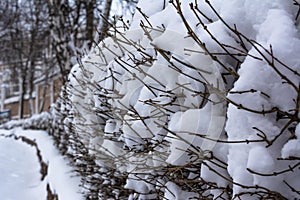 View of the snow-covered park in winter, snow-covered trees, and a bridge, Gomel, Belarus.