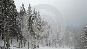 View on the snow-covered spruces in foggy weather