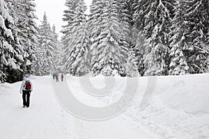 View of the snow-covered spruces and tourists walking along the