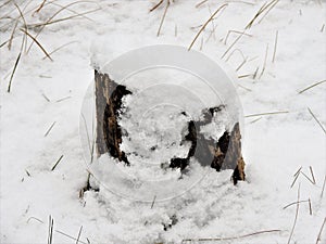 View of snow covered stump and dry grass  in winter wood