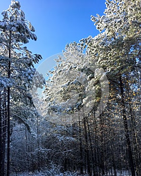 snow covered trees with early sun reflecting off snow and bright blue clear sky in background