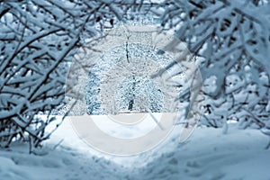 View of the snow-covered trees through the hole