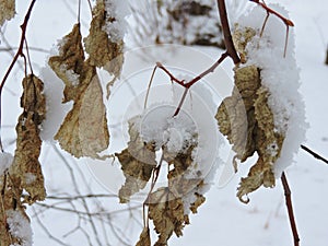 View of  snow on the dry leaves of tree in winter