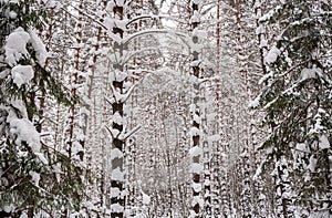 View of the snow-piled thick impenetrable pine forest. Right and