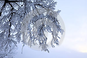 View of snow tree branch