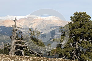 View of snowclad peaks with ancient cedar trees in foreground photo