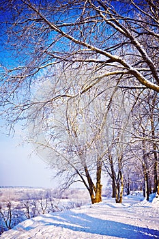 View on snowed trees in winter park instagram stile