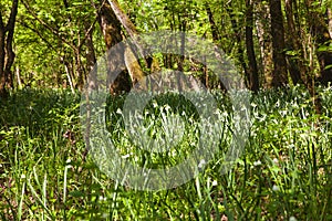 View of snowflakes flowers