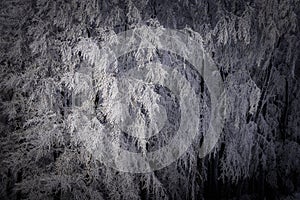 View of snowy beech tree branches in winter