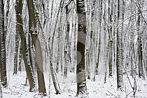 A view of a snowy deciduary thick forest in winter. The trees covered with white snow with their trunks growing close to one