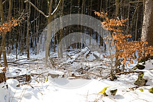 View in the snowy forest