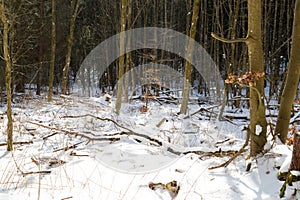 View in the snowy forest