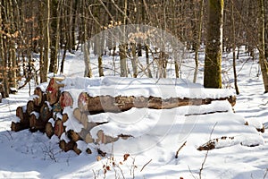 View in the snowy forest