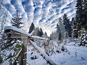 View of snowy forest in Giant Mountains, Czech Republic. There are beautiful white clouds in the sky