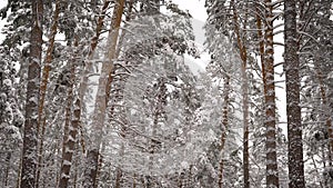 View on a snowy forest. Spruce, pine, birch - all the high trees covered with snow. Beautiful frosty day in which you