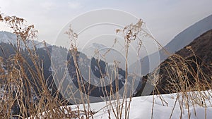 View of snowy mountains through dry grass.