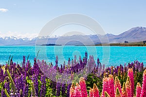 View of the snowy peaks of the Southern Alps from the shores of Lake Tekapo. New Zealand