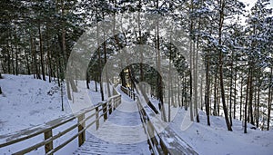 View of snowy pine forest and wooden trail for relaxing walk. Covered in snow pine, fir and spruce trees