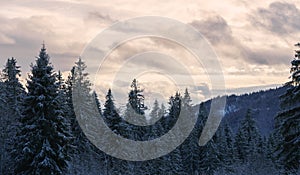 View of snowy pine trees forest with cloudy sky at sunset