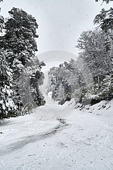 A view of snowy road and trees on the Cerro Bayo Bayo Hill, touristic destination in Villa La Angostura, Neuquen, Patagonia