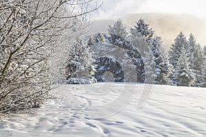 Pohled na zasněženou zimní krajinu se stromy pokrytými námrazou