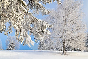 View of a snowy winter landscape with trees covered with rime