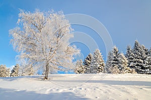 View of a snowy winter landscape with trees covered with rime