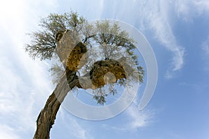 View of Sociable weaver nesting colony