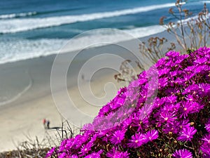 A view of Solana Beach from the top of the cliff with purple flower photo