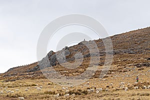 View of the soldiers of Uchcu Pedro, the sheep eating grass on the hill, with some vegetation and the sky in Shupluy