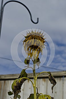 A solo dead sunflower in the garden