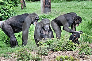 A view of some Chimpanzees