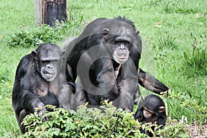 A view of some Chimpanzees