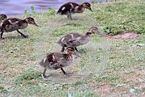 A view of some Mallard Ducklings