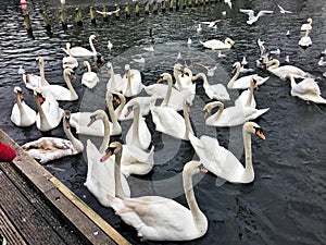 A view of some Mute Swans at Roundhay Park in Leeds