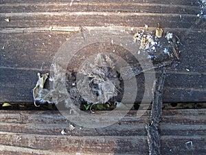 OWL EXCRETION EVIDENT OF RODENT INGESTION ON OLD WOODEN STEP photo