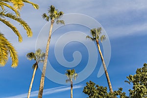 View of some palm trees on a wonderful summer day