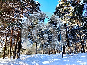 View at the Sormovsky Park in Nizhny Novgorod and its pine trees beside a light pole