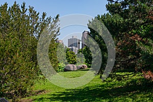 South Loop Buildings Framed by Two Trees at Ping Tom Memorial Park in Chinatown Chicago