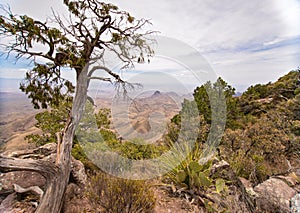 View from South Rim Trail in Big Bend National Park