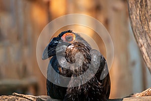 View of Southern ground hornbill, Bucorvus leadbeateri