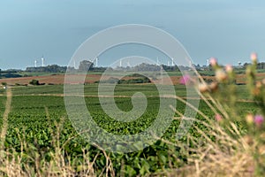 View of soy fields and a windmill farm on the horizon photo
