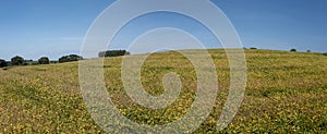 View of soybean plantation on a sunny day in Brazil