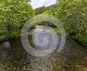 A view of the spawning area on the main salmon stream in Ketchikan, Alaska