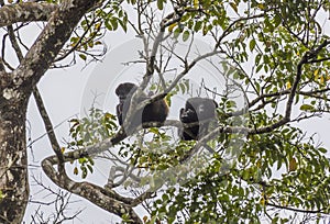 A view of spider monkeys above the Tortuguero River in Costa Rica