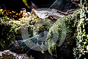 View of a spider weave among the moss
