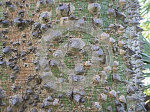 View of spiked trunk of a floss silk tree with sharp thorns in botanical garden, Jardin Botanico Canario Viera y Clavijo