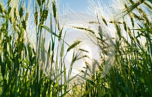 View of spikelets and stems from below. Rye ear close up. The rye green growing in the field. Harvest concept.