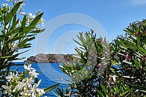 View of Spinalonga island and Venetian fortress, blue sea, white and pink oleander bushes in full blossom on clear sunny