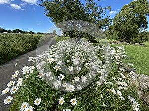 View on, Spinksbum Lane in, Fewston, Harrogate, UK